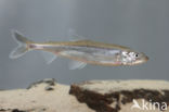 Smelt (Osmerus eperlanus)