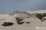 Smelt (Osmerus eperlanus)