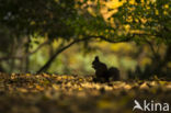 Red Squirrel (Sciurus vulgaris)