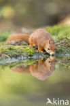 Eekhoorn (Sciurus vulgaris)