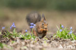 Eekhoorn (Sciurus vulgaris)