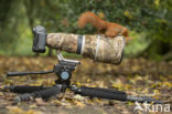 Red Squirrel (Sciurus vulgaris)