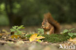 Eekhoorn (Sciurus vulgaris)