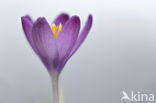 Boerenkrokus (Crocus tommasinianus)