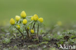 Winter Aconite (Eranthis hyemalis)