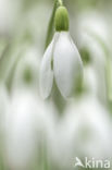 Common Snowdrop (Galanthus nivalis)