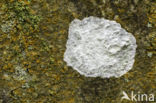 Phlyctis argena