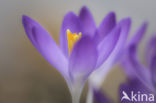 Early Crocus (Crocus tommasinianus)