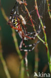 wasp spider (Argiope bruennichi)