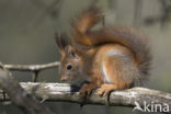 Eekhoorn (Sciurus vulgaris)