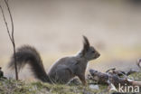 Eekhoorn (Sciurus vulgaris)