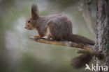 Eekhoorn (Sciurus vulgaris)