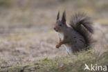 Eekhoorn (Sciurus vulgaris)