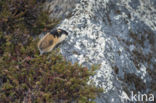 Norway Lemming (Lemmus lemmus)