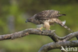 Havik (Accipiter gentilis)