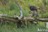 Havik (Accipiter gentilis)