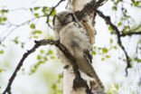 Northern Hawk Owl (Surnia ulula)