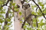 Northern Hawk Owl (Surnia ulula)