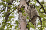 Northern Hawk Owl (Surnia ulula)