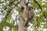 Northern Hawk Owl (Surnia ulula)