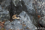 Norway Lemming (Lemmus lemmus)