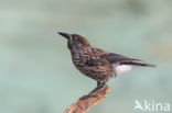 Eurasian Nutcracker (Nucifraga caryocatactes)