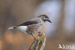 Eurasian Nutcracker (Nucifraga caryocatactes)