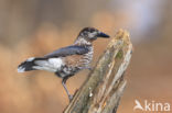 Eurasian Nutcracker (Nucifraga caryocatactes)