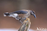 Eurasian Nutcracker (Nucifraga caryocatactes)