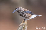 Eurasian Nutcracker (Nucifraga caryocatactes)