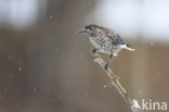 Eurasian Nutcracker (Nucifraga caryocatactes)