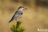 Eurasian Nutcracker (Nucifraga caryocatactes)