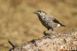 Eurasian Nutcracker (Nucifraga caryocatactes)