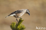 Eurasian Nutcracker (Nucifraga caryocatactes)