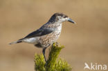 Eurasian Nutcracker (Nucifraga caryocatactes)