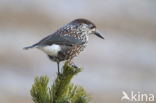 Eurasian Nutcracker (Nucifraga caryocatactes)