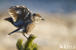 Eurasian Nutcracker (Nucifraga caryocatactes)