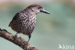 Eurasian Nutcracker (Nucifraga caryocatactes)