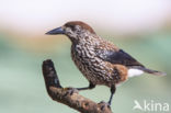 Eurasian Nutcracker (Nucifraga caryocatactes)