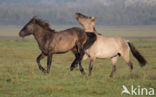 Konik horse (Equus spp)