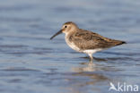 Bonte Strandloper (Calidris alpina)