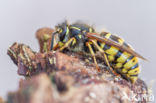 Gewone wesp (Vespula vulgaris)