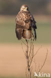 Buizerd (Buteo buteo)