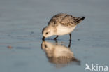 Drieteenstrandloper (Calidris alba)