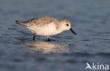 Drieteenstrandloper (Calidris alba)