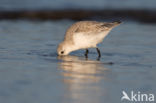 Drieteenstrandloper (Calidris alba)