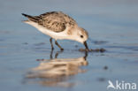 Drieteenstrandloper (Calidris alba)