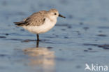 Drieteenstrandloper (Calidris alba)