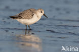 Drieteenstrandloper (Calidris alba)