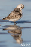 Sanderling (Calidris alba)